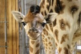 Żyrafa urodziła się w opolskim zoo. Wymyśl dla niej imię! 