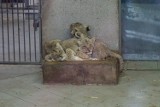 Cztery lwiątka urodzone w Chorzowie zostały zaprezentowane. "Są niesforne i matce ciężko nad nimi zapanować". Zobacz ZDJĘCIA tych słodziaków