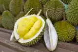 Durian to najbardziej śmierdzący owoc na świecie, a mimo tego ma wielu fanów. Jakie są jego właściwości?
