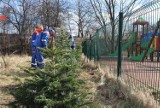 Akcja "Nie wyrzucaj choinki" w Piekarach Śląskich. Dzięki mieszkańcom świąteczne drzewka zyskają drugie życie