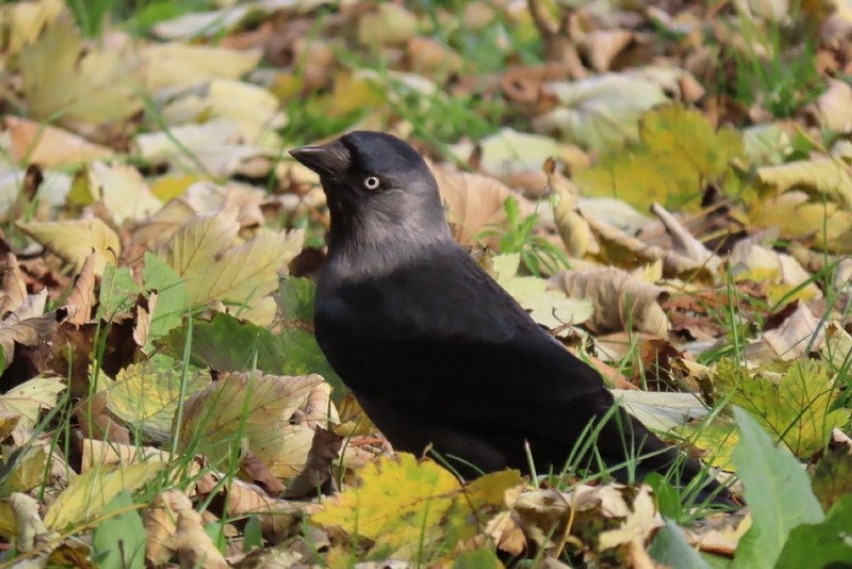 Ptaki w zagłębiowskich parkach jesienną porą...