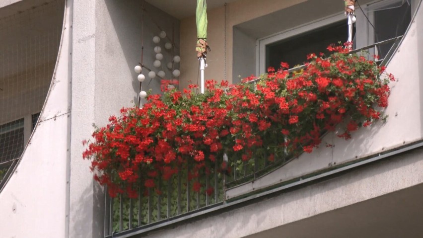 Konkurs na najpiękniejszy balkon w Elblągu