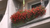 Konkurs na najpiękniejszy balkon w Elblągu (wideo)