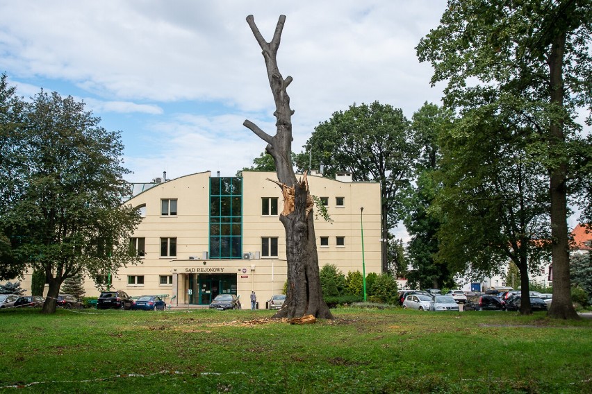 Najstarszy buk znika z Parku Miejskiego w Trzebnicy
