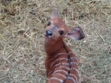 Maluchy w Śląskim Ogrodzie Zoologicznym. To cztery małe niale grzywiaste