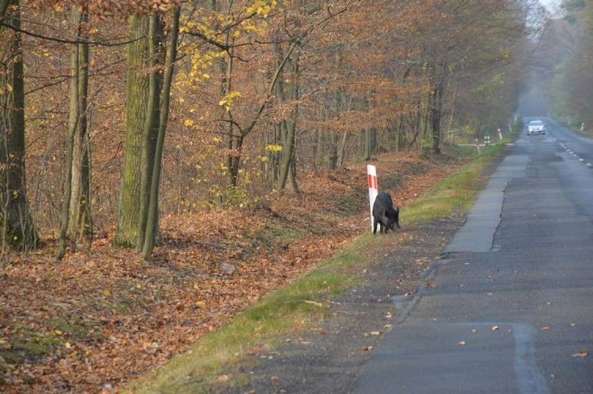 Uwaga na stado dzików pasące się w lesie w miejscowości...