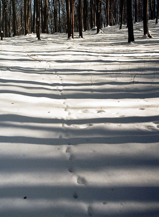Piękna zima w pięknym lesie. Fot. Marek Bonarski