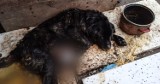 Psi dramat w Stegnie. Policjanci i służby ratowały umierającego labradora. Właściciel psa " nic się nie stało". Odpowie za znęcanie | FOTO
