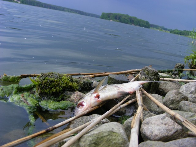 Śnięte ryby leżą na wszystkich brzegach, mimo że rybacy już część z nich zbierała