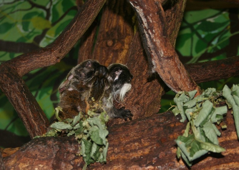 W płockim ogrodzie zoologicznym urodziły się trzy tamaryny