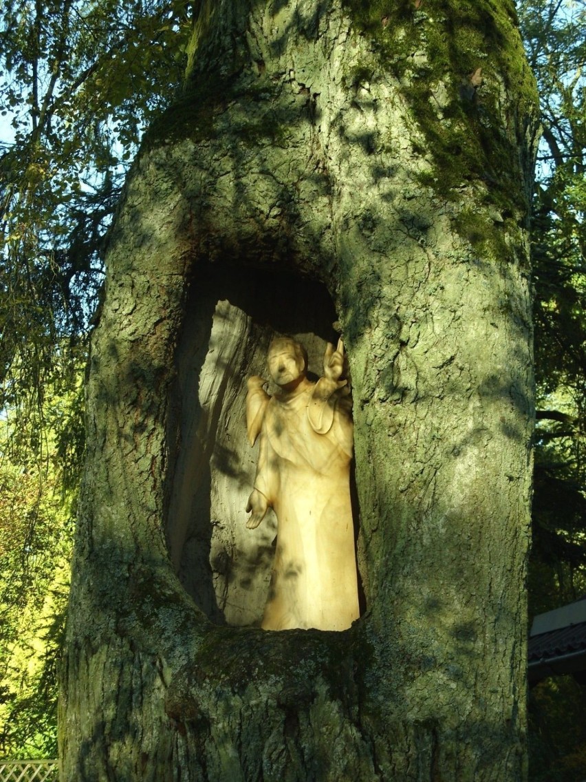 Rzeźba św. Franciszka w dziupli ponad 100-letniej lipy...