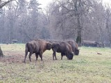 Białowieski Park Narodowy apeluje do mieszkańców o niezwabianie dzikich zwierząt