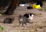 Na ul. Zimowej lokatorzy skarżą się na koty