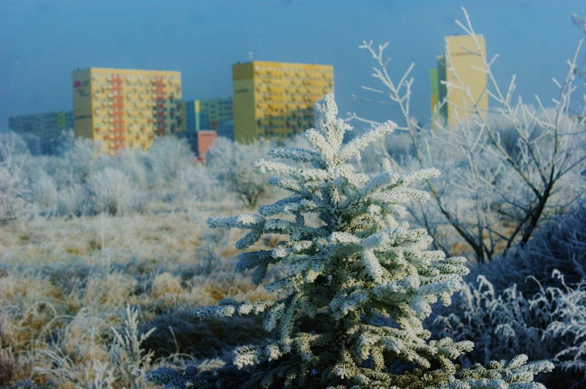 Bajkowy plener w Inowrocławiu [zdjęcia]