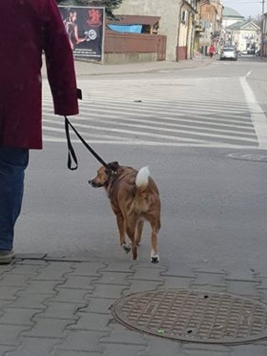W Skierniewicach jest brudno po zimie. Po psach nie sprząta nikt, nie ma nawet koszy na psie odchody