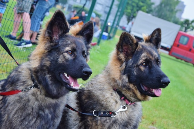 11-14 października w Warszawie zawita Euro Dog Show. Europejska wystawa psów po 12 latach ponownie w Polsce. Wydarzenie to odbędzie się na terenie Ptak Warsaw Expo i będzie to jedna z największych tego typu imprez na świecie. Ponad 15 000 pięknych czworonogich zaprezentuje się podczas tych 4 dni.