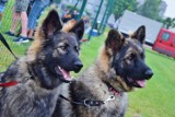 Euro Dog Show 2018 w Warszawie. Wystawa najpiękniejszych psów w Europie powraca do Polski