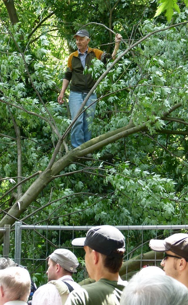 W środę rano około godziny 4, na skwerze przy ul. Piotrkowskiej 241 w Łodzi pojawili się robotnicy, którzy na zlecenie SM Śródmieście ścięli 5 spośród kilkunastu drzew przeznaczonych do wycinki. Dalsze prace zablokowali wyrwani ze snu mieszkańcy