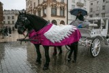 Kraków. Konie modnie odziane. Konie dorożkarskie zimą [ZDJĘCIA]