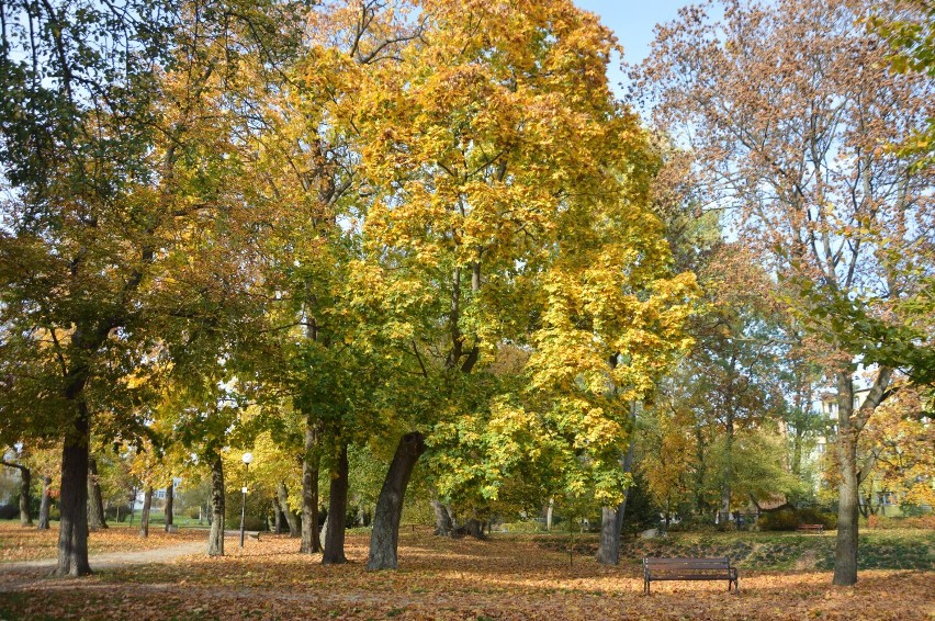Jesień w Bełchatowie i okolicy, 18 października 2022