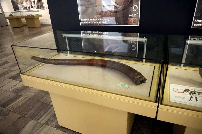 Epoka lodowcowa, czyli mamuty w legnickim Muzeum Miedzi, zobaczcie zdjęcia