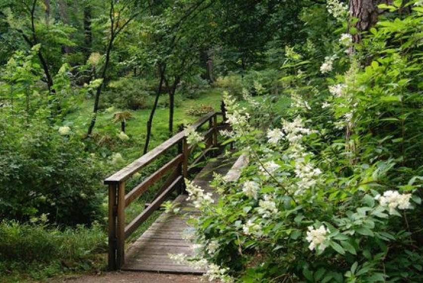 Leśne Arboretum w Kudypach