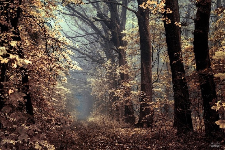 Magiczny jesienny las