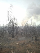 Spłonęło 49 ha lasu, straty szacowane są na 400 tys. zł