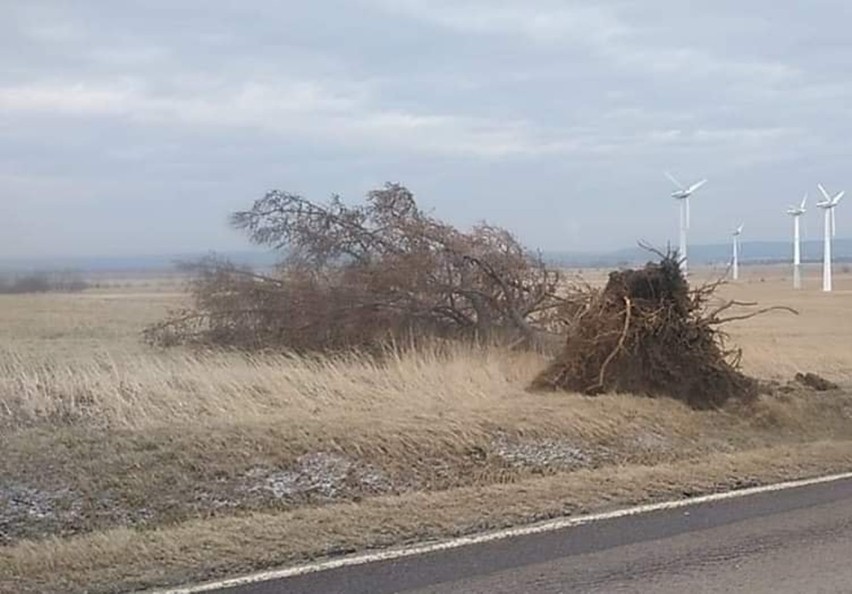 Drzewo powalone przy drodze wojewódzkiego w Pielgrzymce.