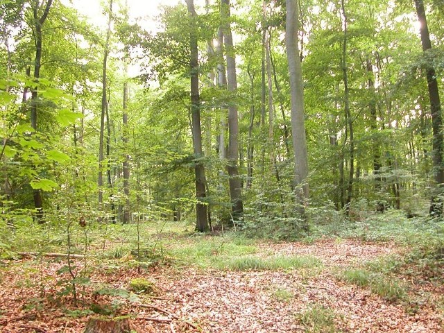 Źródło: http://commons.wikimedia.org/wiki/File:Mixed-forest.jpg