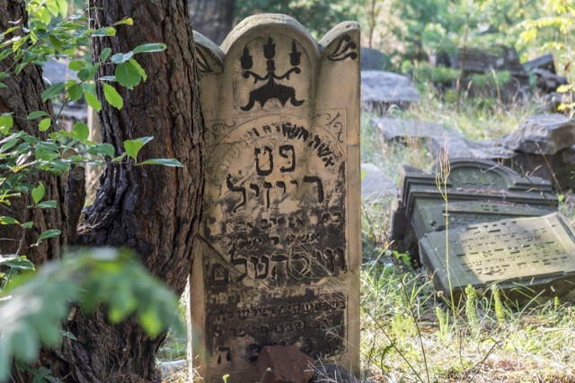 Na nowym cmentarzu żydowskim przy Kantego w Olkuszu wiele macew jest poprzewracanych i połamanych