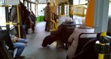 MPK Poznań: Nie chcą śmierdzących pasażerów w autobusach i tramwajach