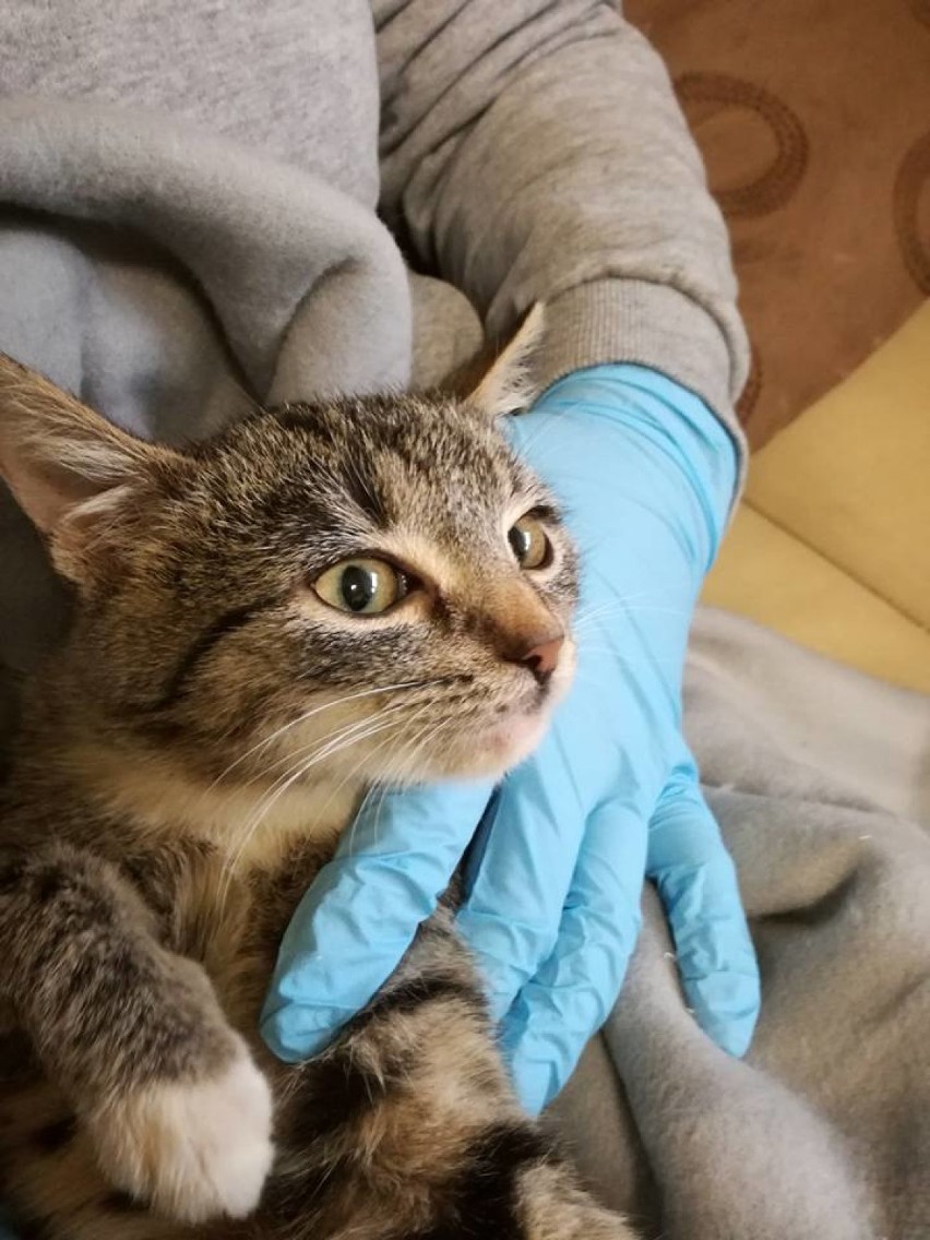 Poturbowana kotka wraca do zdrowia w raciborskim schronisku