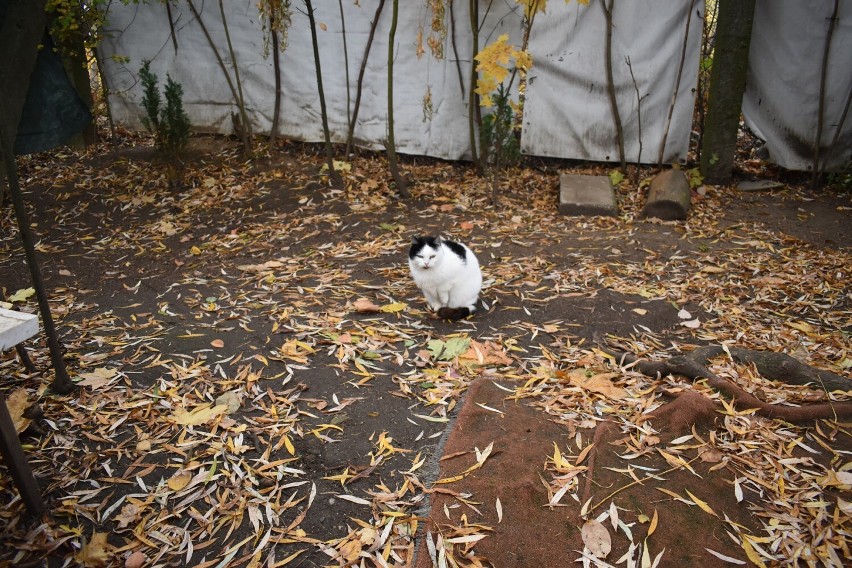 Piękne kotki do adopcji w legnickim ROD Pod Pająkiem