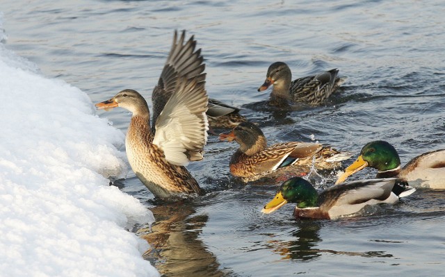 Dlaczego patki na zimę odlatują do ciepłych krajów? Poznaj ptasie tajemnice z CEP w Lubinie