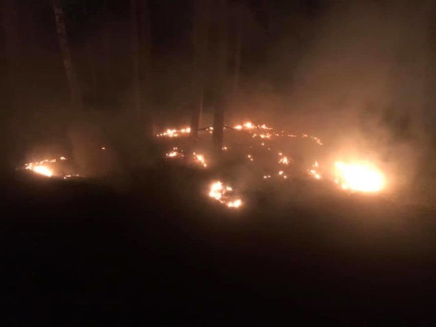 Nocny pożar w lesie przy "chociwelce". Strażacy znów w akcji