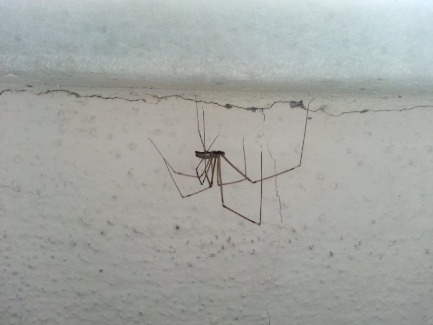 Innym pająkiem, który chętnie zamieszkuje w naszych domach...