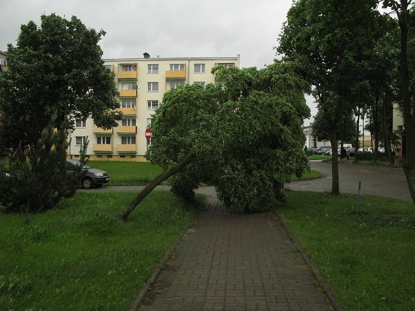 Park między ul. Kościuszki i Sienkiewicza.


Prognoza pogody...