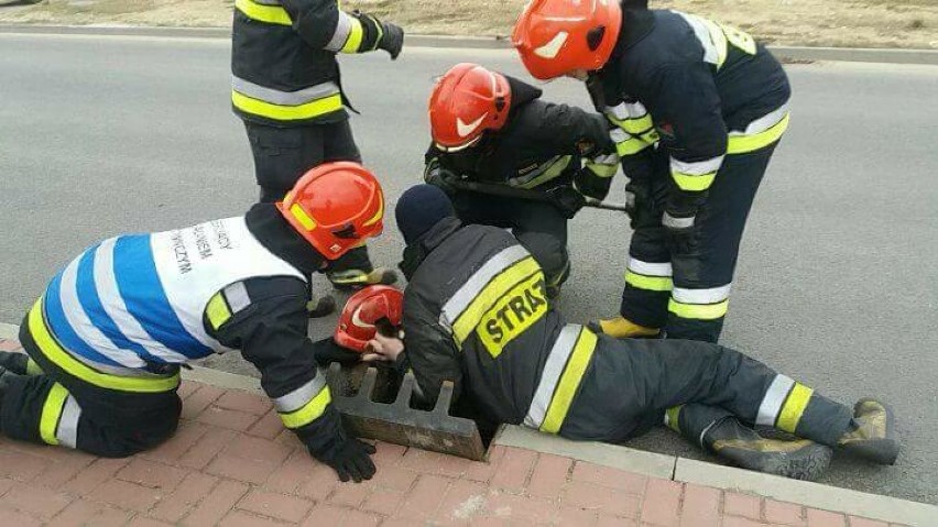 Częstochowa: Kot uwięziony w studzience kanalizacyjnej FOTO