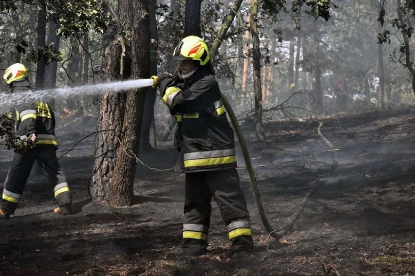Pożar lasu w Motyczynie pod Prochowicami! Samoloty walczą z ogniem [ZDJĘCIA]