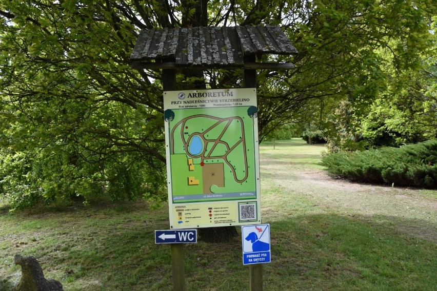 Arboretum w Luzinie znajduje się przy siedzibie Nadleśnictwa...