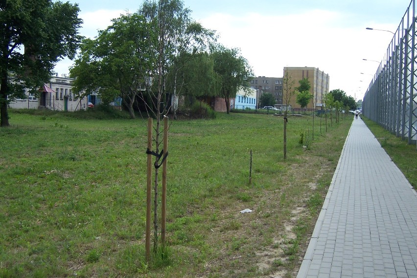 Kalisz: Wzdłuż  Trasy Bursztynowej uschło około pięćdziesięciu młodych drzew. ZDJĘCIA