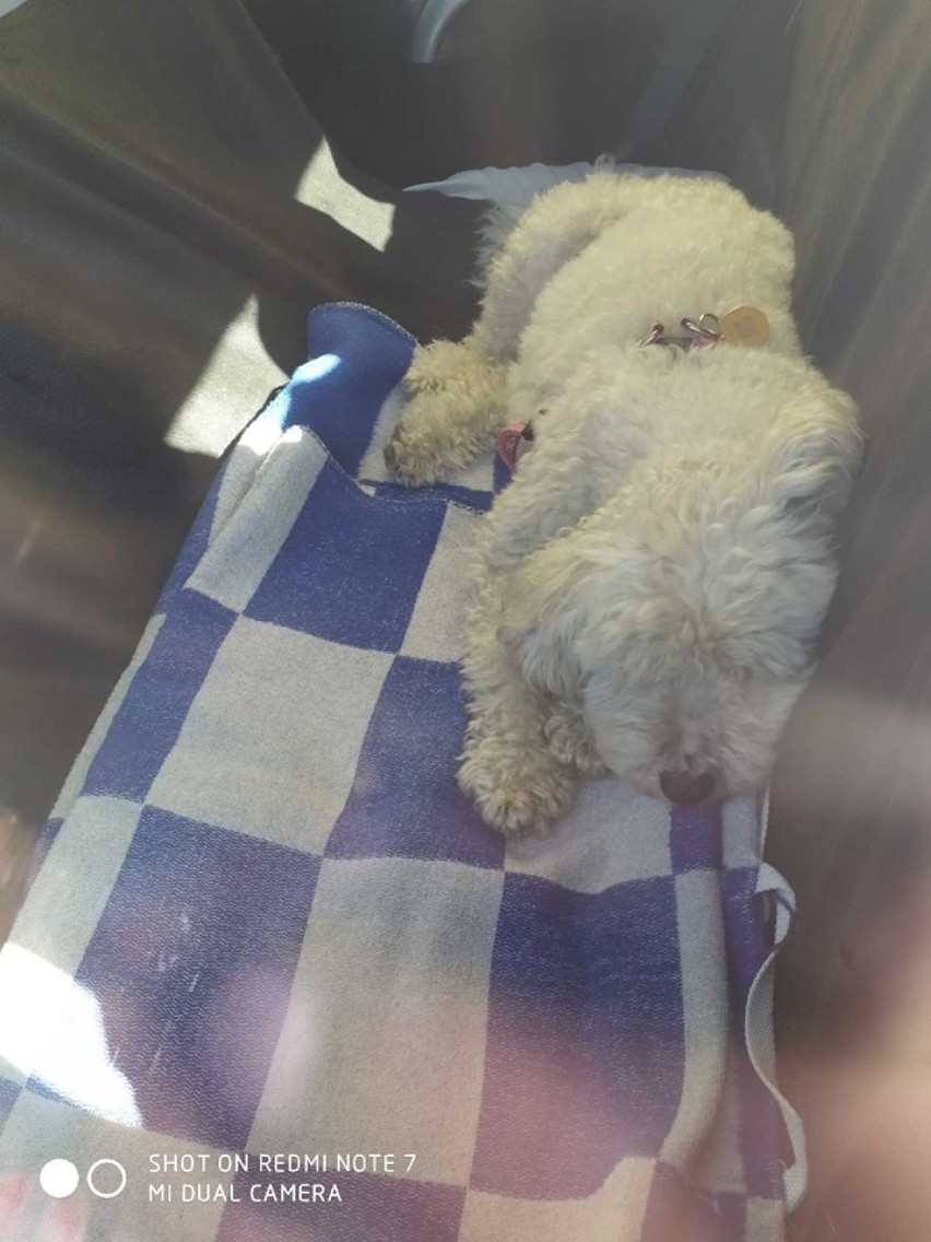 Pies zamknięty w samochodzie na parkingu przy szpitalu