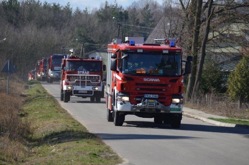 Strażacy z Kalisz i powiatu kaliskiego ćwiczyli na wypadek pożaru lasu. ZDJĘCIA