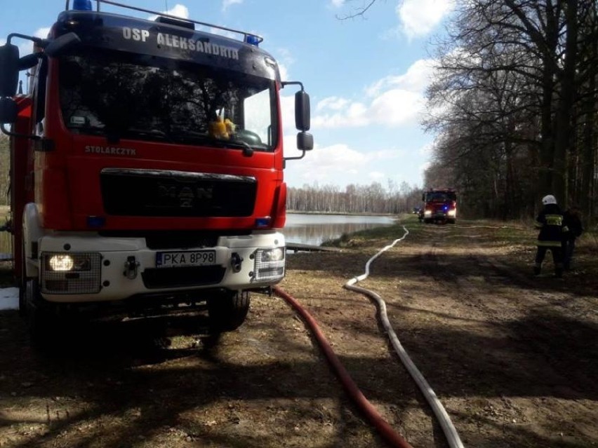 Strażacy z Kalisz i powiatu kaliskiego ćwiczyli na wypadek pożaru lasu. ZDJĘCIA
