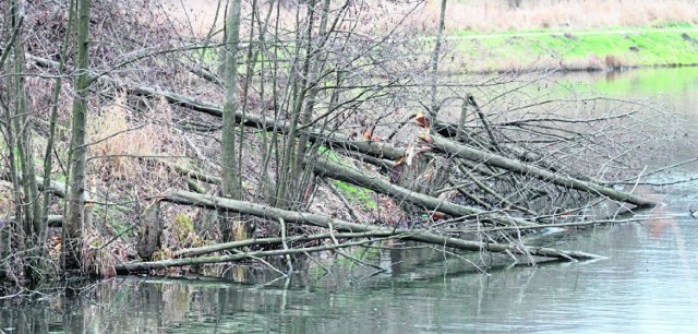 Na wyspę na zalewie przy ulicy Klonowej prawdopodobnie wprowadziły się bobry i niszczą drzewa.