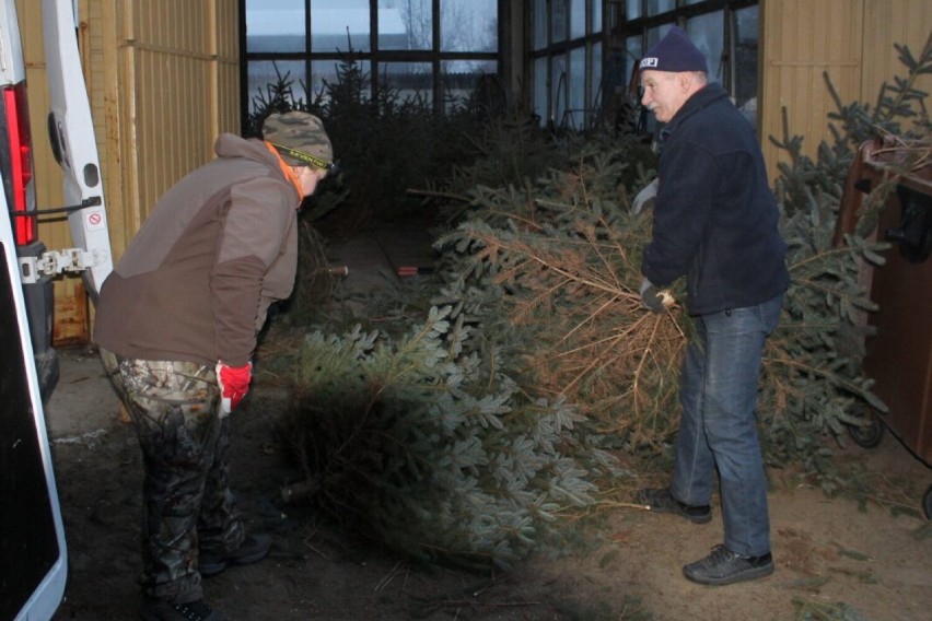 Przynieśli śmieci, wrócili z choinką. Akcja w Skokach cieszyła się wielkim powodzeniem. Rozdano łącznie sto drzewek  