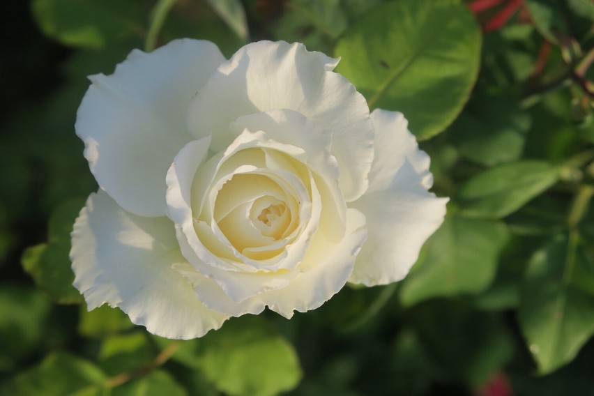 Biała róża to kwiat dla Raków.