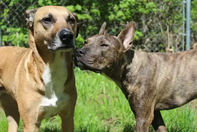 Jeśli szukasz czworonożnego przyjaciela, przyjdź do schroniska OTOZ Animals na Kamieńcu i adoptuj czworonoga.