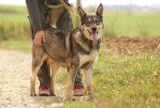 Te psy ze schroniska w Orzechowcach koło Przemyśla czekają na nowy dom [ZDJĘCIA]
